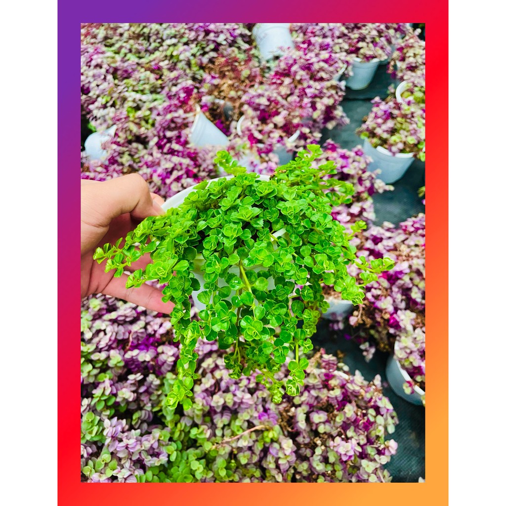 Cỏ sedum lục hà SONDA GARDEN size trung bình 10-12cm, xuất xứ Đà Lạt, khoẻ đẹp, lỗi 1 đổi 1