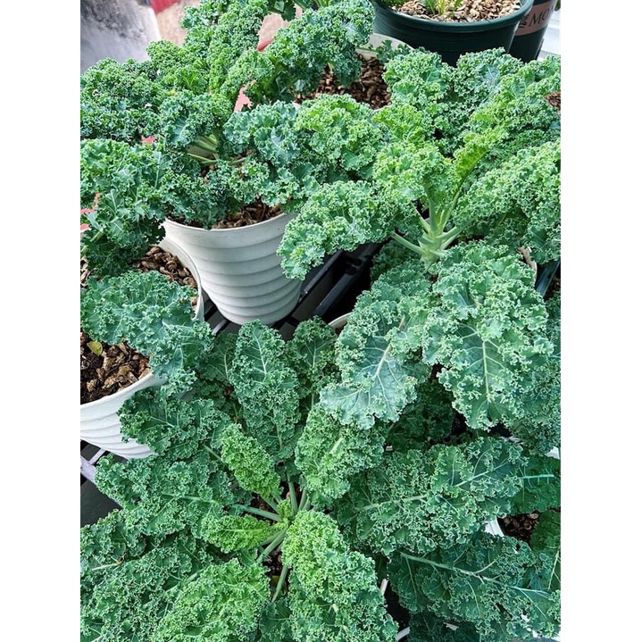 Hạt giống cải kale xanh