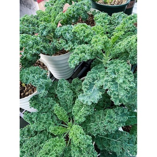 Hạt giống cải kale xanh