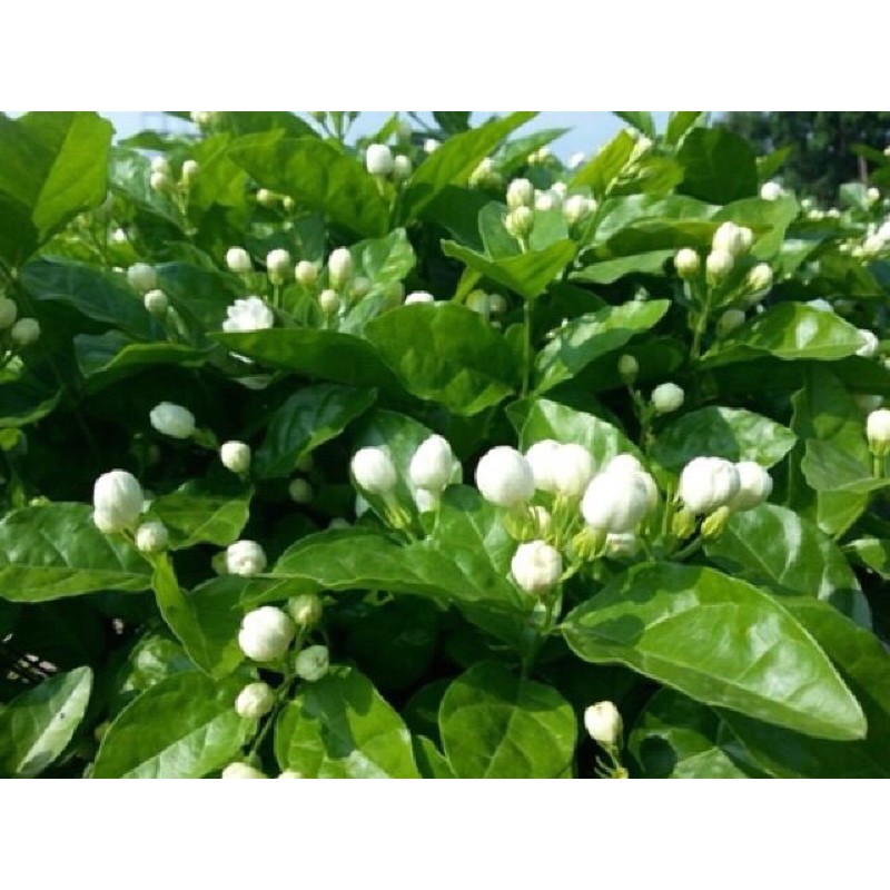 Trà hoa nhài khôthanh nhiệt, giảm cân