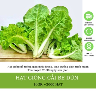 Hạt giống cải bẹ dún cao sản 10 gram