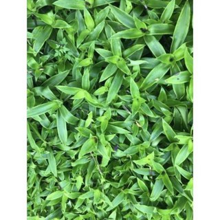 Cây lược vàng lá 1kg