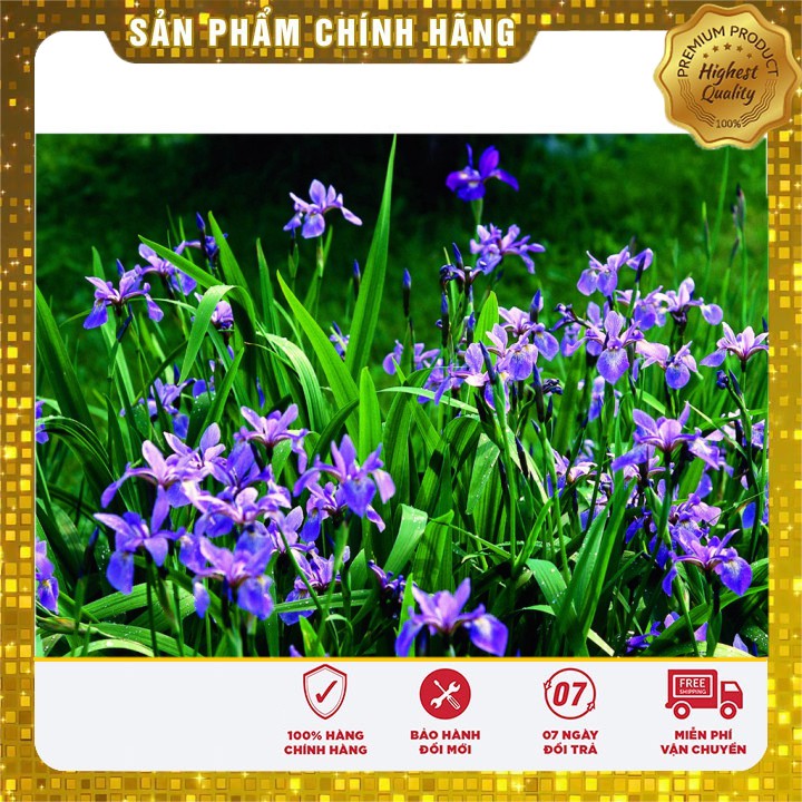 Hạt giống hoa Diên vĩ xanh (Iris xanh)