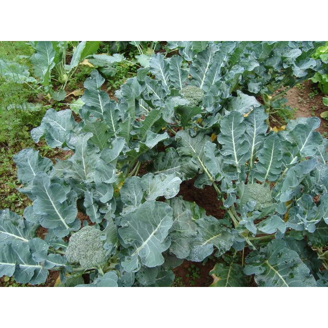 Hạt giống Bông Cải (Súp Lơ) Xanh F1 Taka (0.2g) KHUYẾN MẠI TẾT