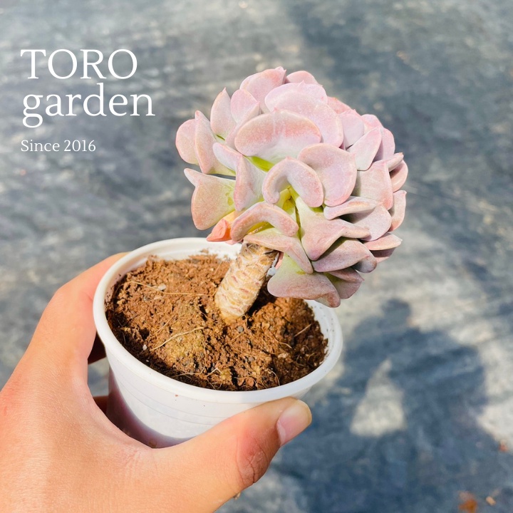 Sen đá cúc tím cổ thụ Đà Lạt size trung bình cây cảnh trang trí nhà cửa Toro garden