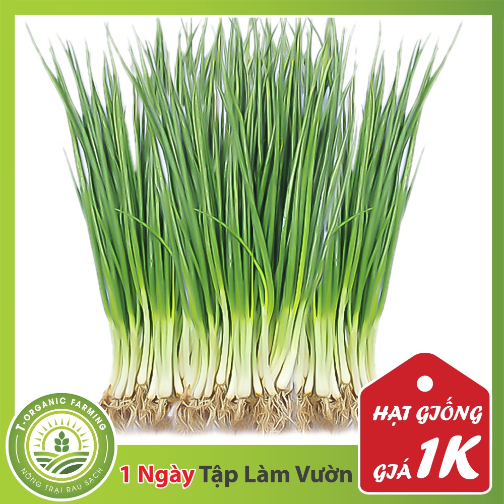 Deal 1K - Gói 60 Hạt Giống Hành Hoa Mau Lớn Dễ Trồng