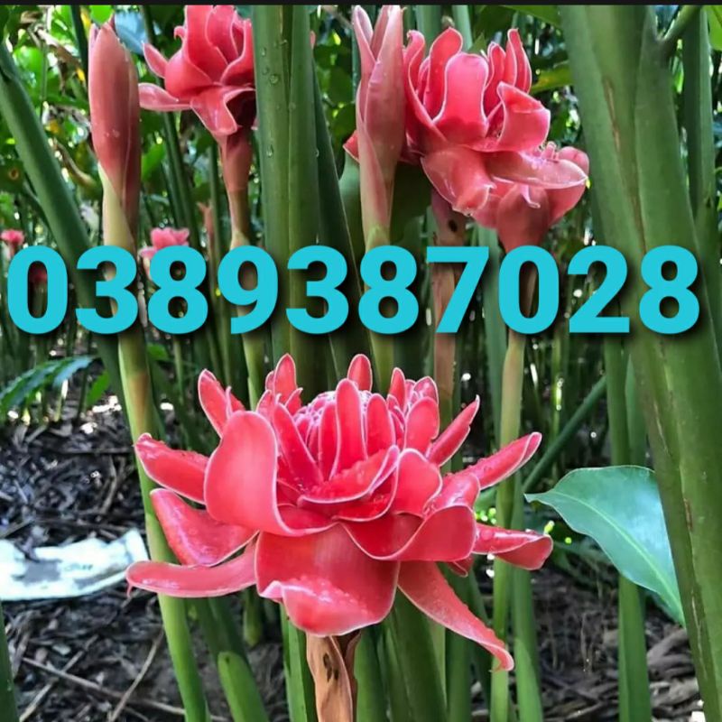 1 củ giống bự sen Đa Lộc