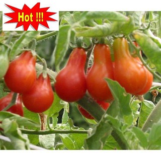 Hạt giống cà chua lê quả đỏ gói 30 hạt