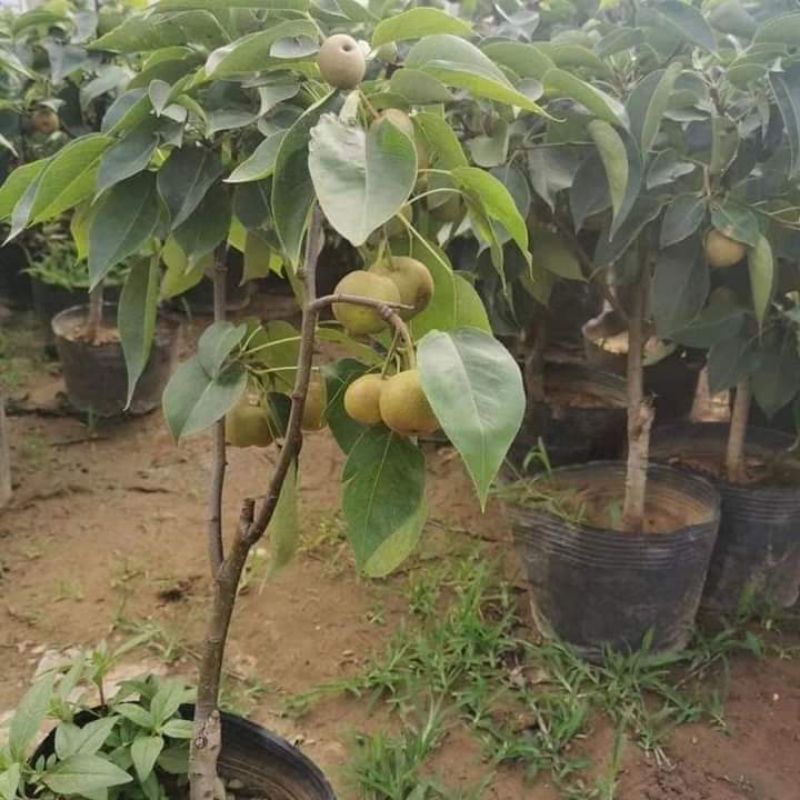 Cây giống lê nâu (mác cọt)