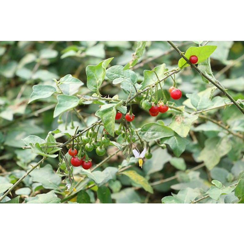 1KG Cà Gai Leo Tươi