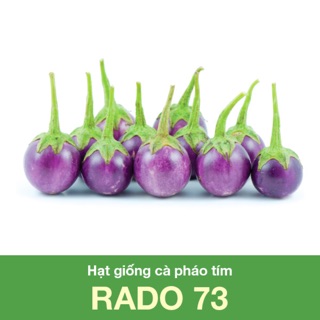 Hạt Giống Cà Pháo Tím 73