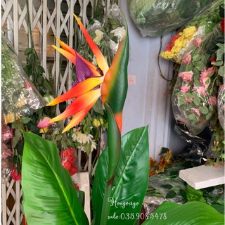 👉 Cây Thiên Điểu Giả Cảnh