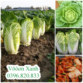 ( HOT ) Hạt giống bắp cải thảo F1 chịu nhiệt 1gr