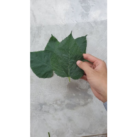 Lá dâu tằm tươi cho tép ăn