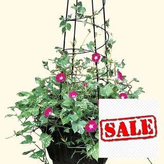 Hạt giống hoa triệu chuông leo nhiều màu 30 hạt SALE