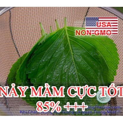 0.5Gr Hạt Giống Lá Vừng Hàn Quốc (B3.301| Y52*X43)