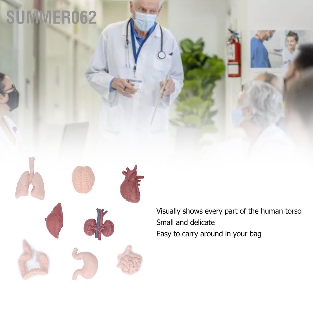 [Hàng Sẵn] Mô hình bộ phận cơ thể người phỏng giải phẫu Công cụ giáo dục Não Tim Phổi Gan Dạ dày Thận dùng để giảng dạy【Summer062】