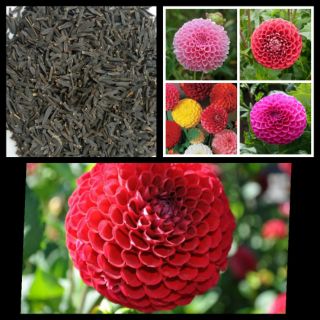 50 hạt giống hoa thược dược tổ ông