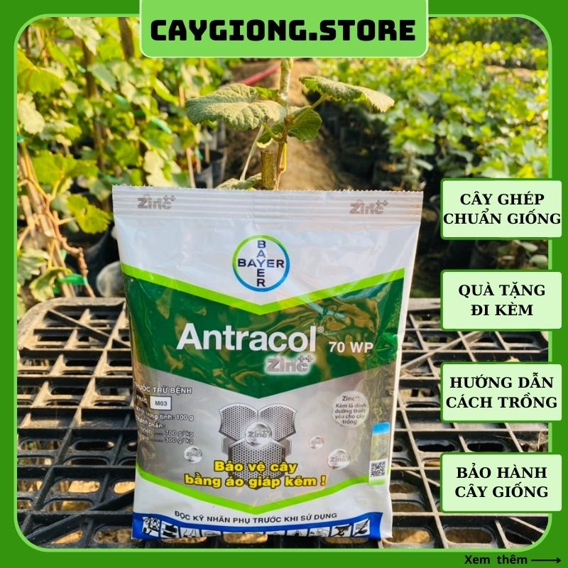 Thuốc Antracol 70WP trừ bệnh nấm cây trồng thán thư sương mai gói 100gr