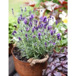 Chậu cây Lavender Costa - Oải hương cho hoa tím