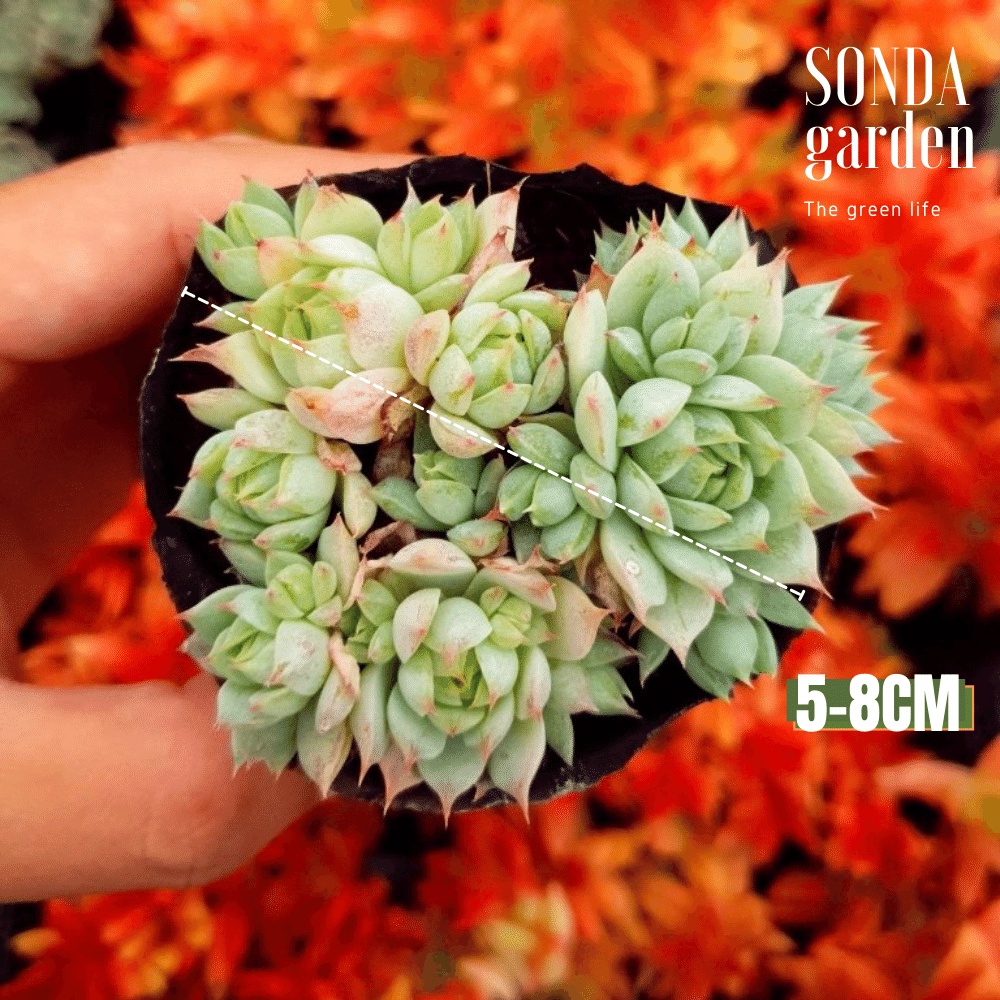 Sen đá dù kim SONDA GARDEN size bé 5-6cm, cây cảnh trang trí nhà cửa, lỗi 1 đổi 1