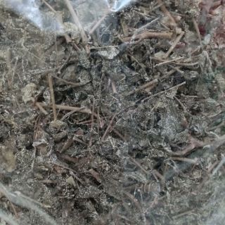 CHÈ DÂY - Sìn Hồ - Lai Châu  (1kg)