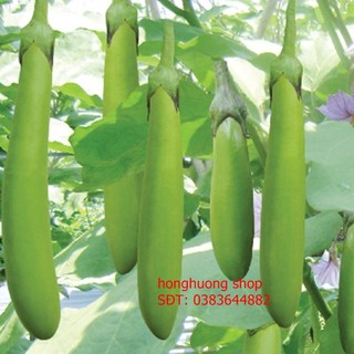 Hạt giống cà xanh mỡ