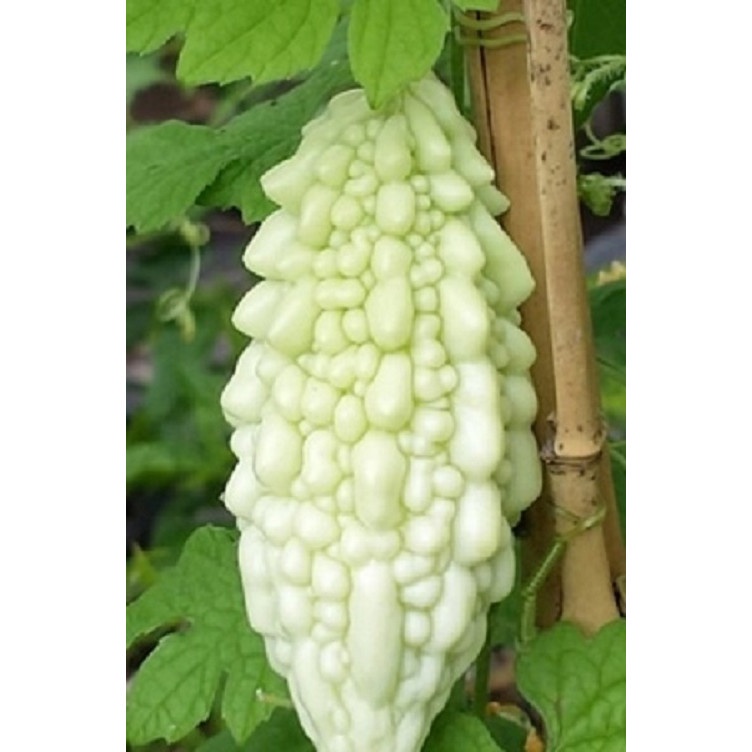 2Gram Hạt Giống Mướp Đắng Trắng Nhật Năng Suất Cao, Nhanh Thu Hoạch, Giòn Ngon