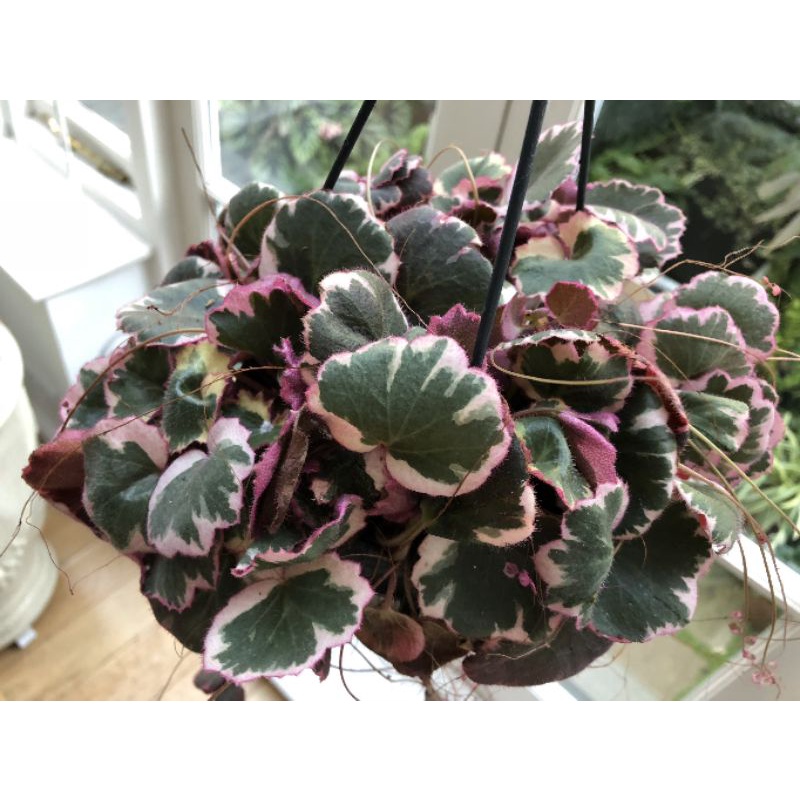 Chậu cứng Begonia strawberry tricolor