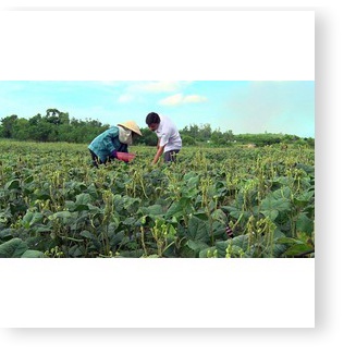 hạt giống đậu đen xanh lòng hạt nhỏ