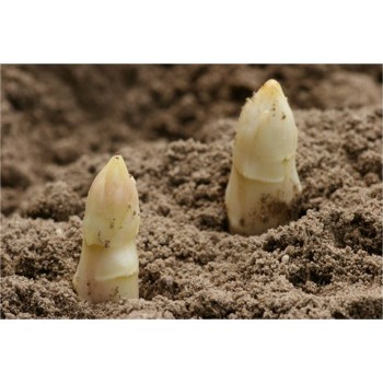 Hạt Giống Măng Tây Trắng  - Ngọt, Giòn, Dinh Dưỡng - MUA 3 TẶNG 1 CÙNG LOẠI