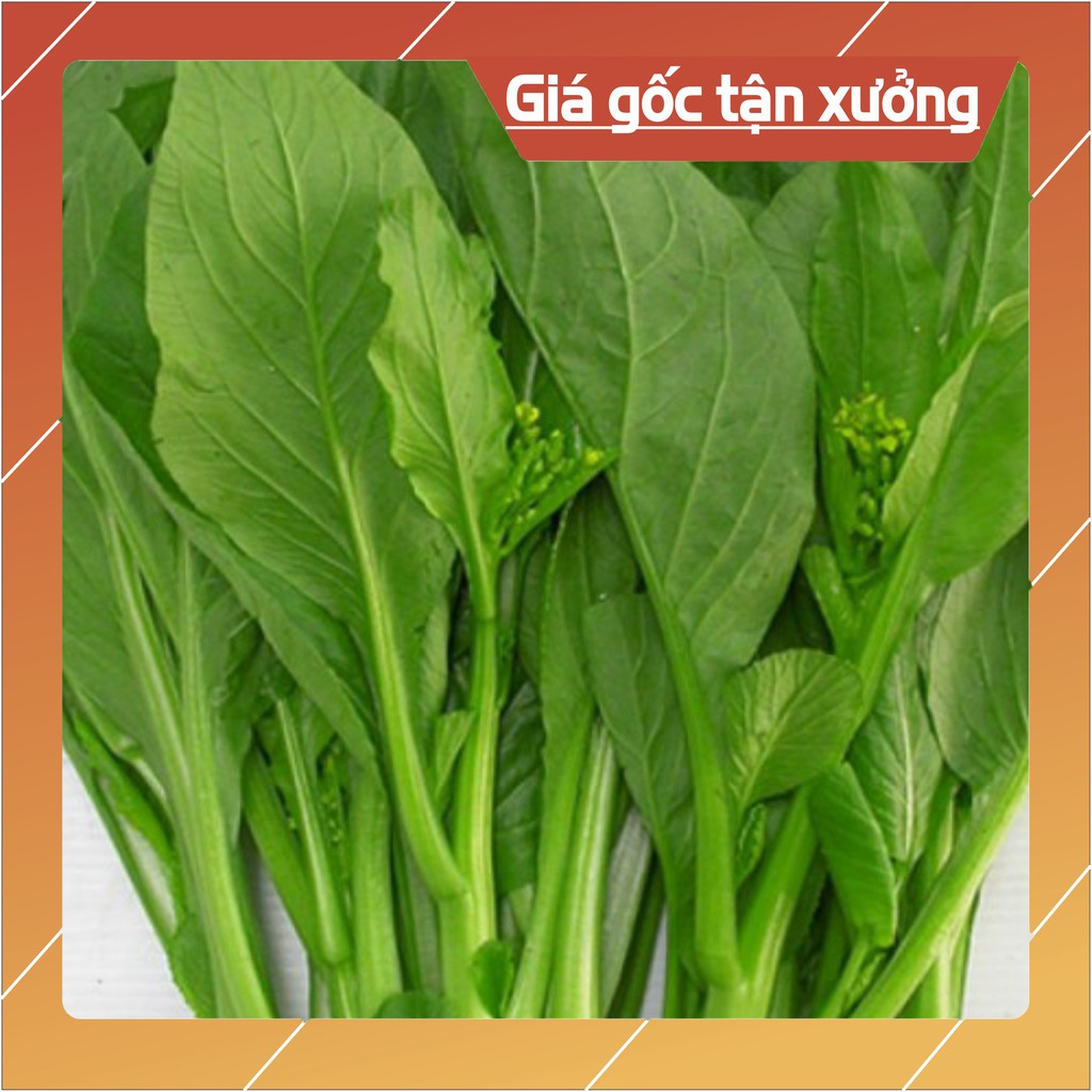 Hạt giống Cải Ngồng Mập 20gr (khoảng 4000 Hạt) (Hàng Loại 1)