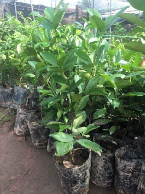 Cây cherry brazil nhỏ cao 40cm