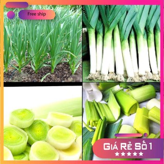 Hạt giống Tỏi tây