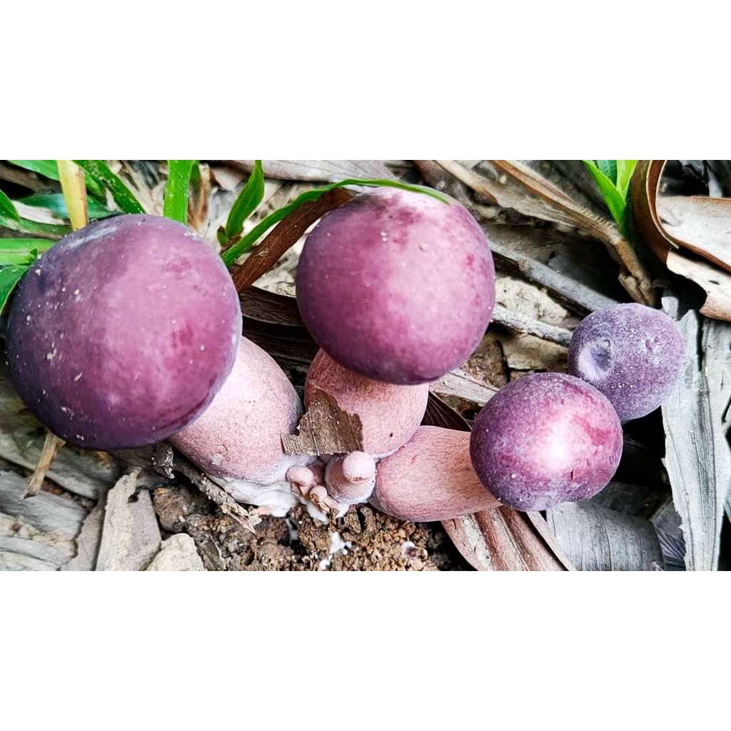 Nấm Tràm Thiên Nhiên 500gr