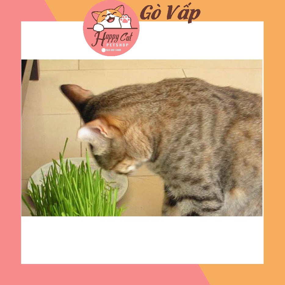 Hạt Giống Cỏ Mèo Cao Cấp Gói 100g - NÀNG MEOW