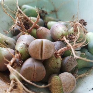 Lithops ( thạch lan) ~2cm