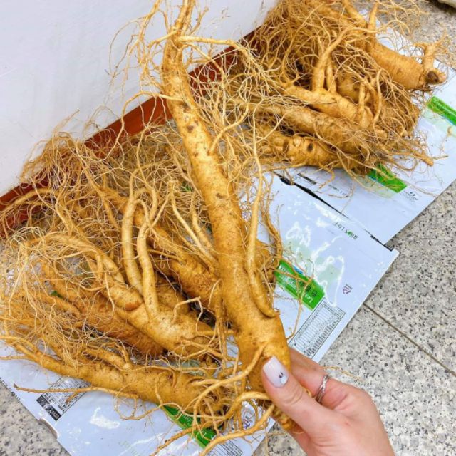 Sâm tươi loại nhỏ