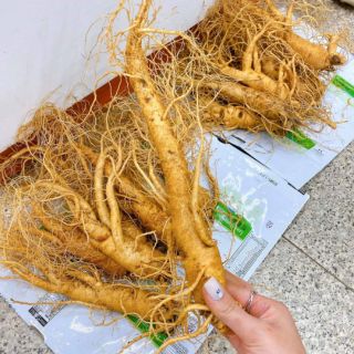 Sâm tươi loại nhỏ