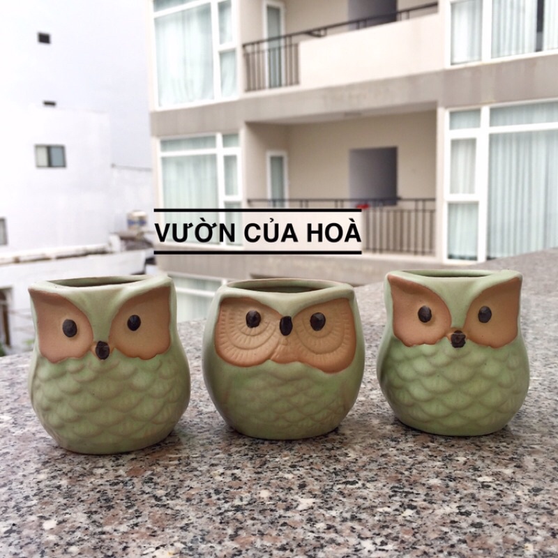 Chậu cú xanh