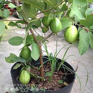 Cây Giống Ổi Lê Ruột Đỏ (chuẩn giống cây trồng)