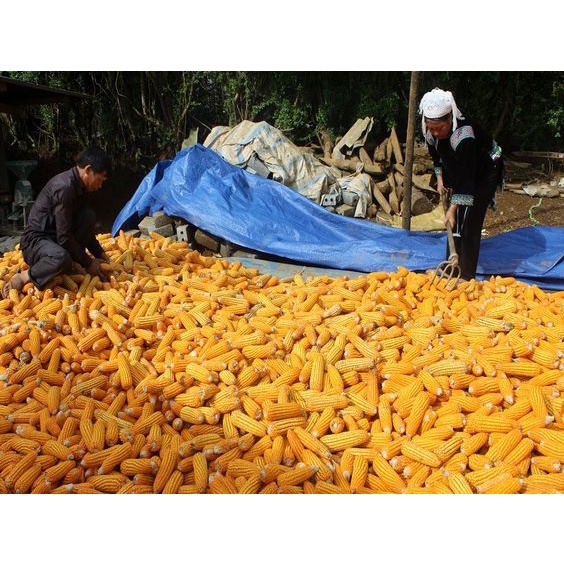 ngô hạt sấy khô ( bắp sấy khô) bắp ngô làm thức ăn cho gà, vịt, cá