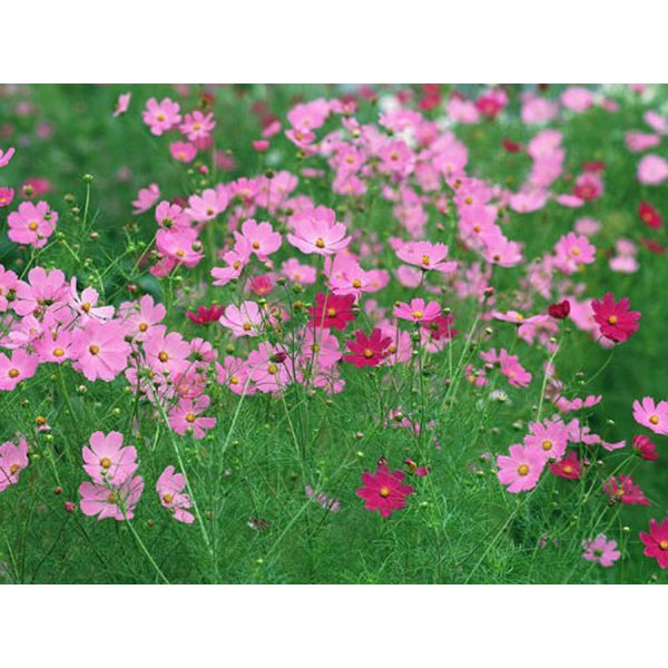 100Gram Hạt giống hoa sao nhái Mix nhiều màu (Hồng, Cam, Đỏ, Vàng, Trắng) hoa nở to siêu đẹp