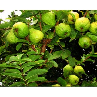 CÂY GIỐNG ỔI NỮ HOÀNG