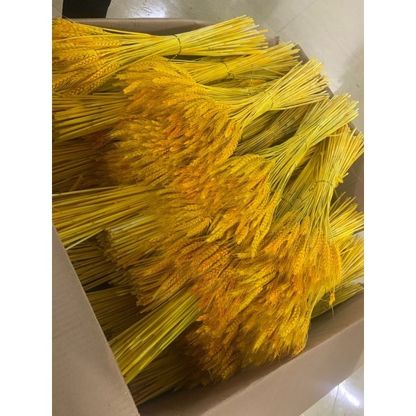 100 BÔNG LÚA 🌾 MẠCH 35k KHÔ TRANG TRÍ bó lúa
