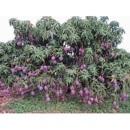 Cây giống xoài tím