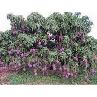 Cây giống xoài tím