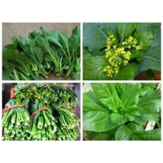 Gói 10 gram hạt giống cải ngồng mập