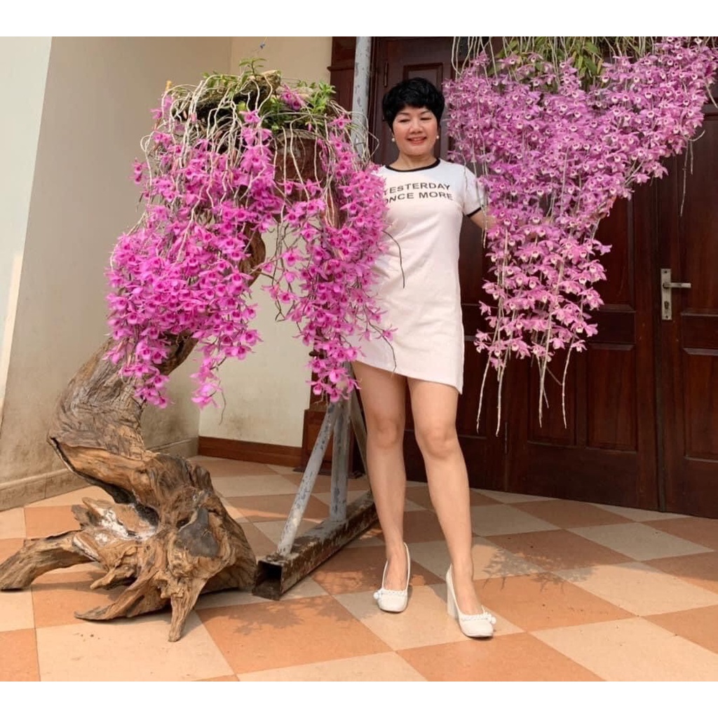 Hoa Lan tổng hợp 16 món HOA TẾT