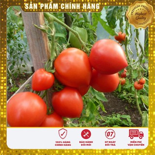Hạt giống Cà chua Trái Tim( 30 hạt)